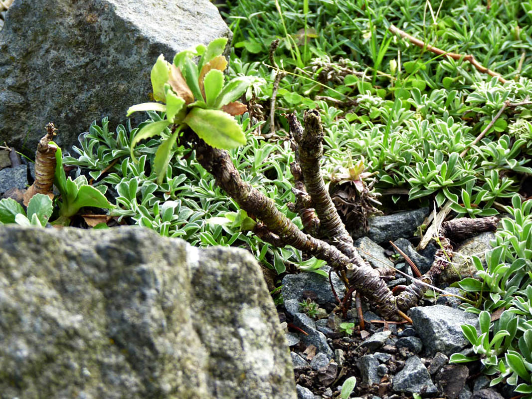 Primula marginata photo